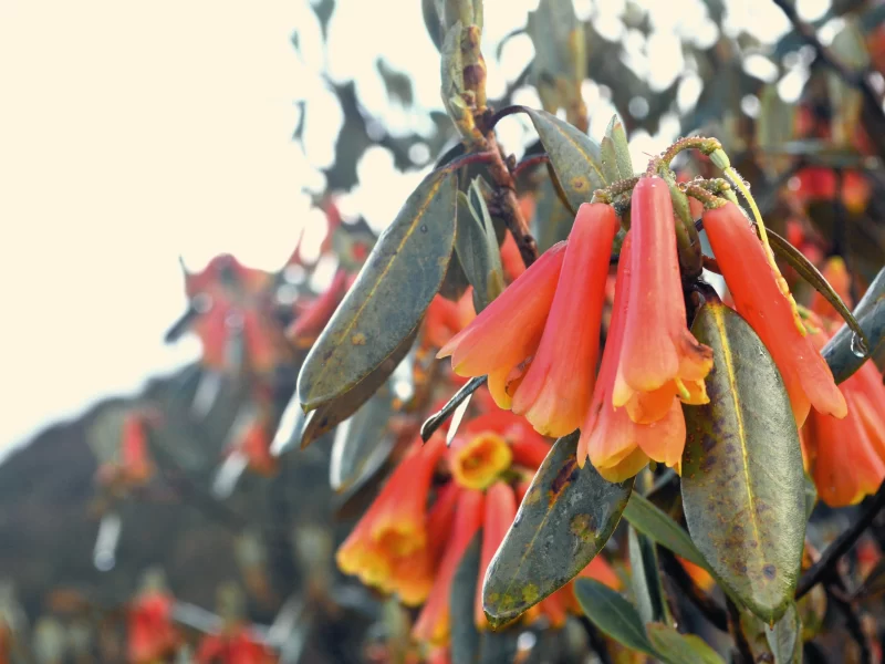 rhodendron flower